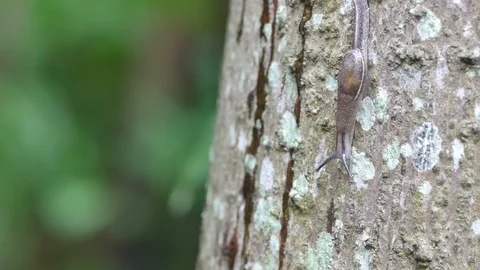 Snail crawl on the tree 스톡 동영상 92925397
