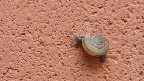 Snail crawl on the wall Stock Footage 92924785