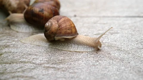 Snail crawles on the tiles in the yard, two more snail in the background, blu Video stock 239554105