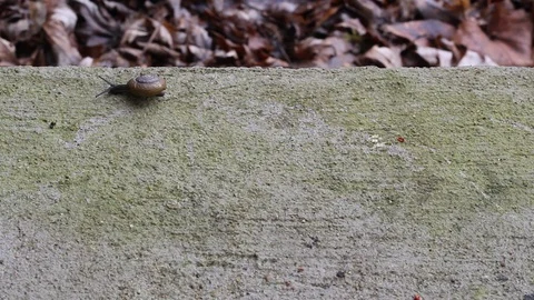 Snail crawling across concrete in the fall Stock Footage 106220745