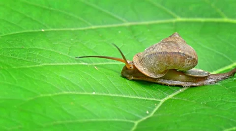 Snail Crawling across a Leaf, Trailin Slime Stock Footage 56532339