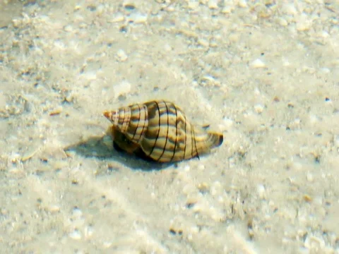 Snail crawling across sand. Stock Footage 125401718