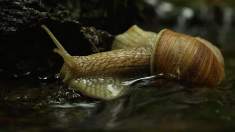 Snail Crawling Across a Tiny Waterfall in Nature Stock Footage 311201761