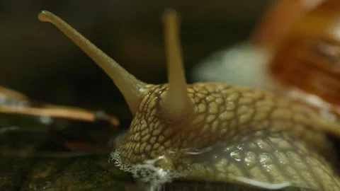 Snail Crawling Across a Tiny Waterfall in Nature Stock Footage 311201775
