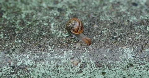 Snail crawling after rain Video stock 140235036