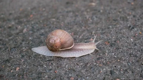Snail crawling along the asphalt Stock Footage 154274195