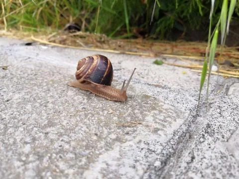 Snail crawling along a path next to wet grass. Close up of the snail taken fr Stock Photos