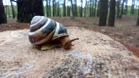 Snail crawling along stump in forest. Forest mollusk. slow animal Video stock 235730087