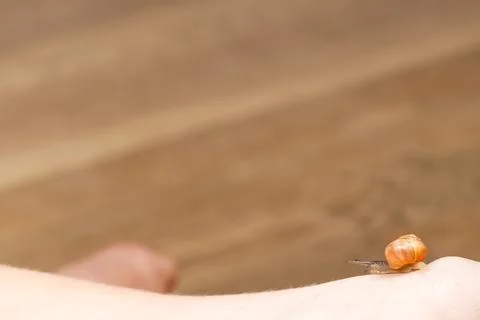 Snail Crawling on Arm Stock Photos