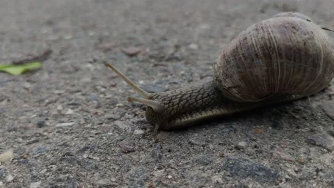 Snail Crawling On The Asphalt Stock Footage 133233637