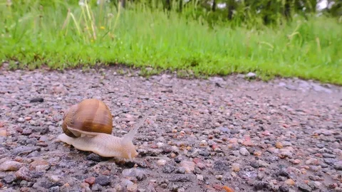 Snail crawling on the asphalt road on the background of grass Video stock 104338166