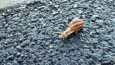 Snail Crawling on Asphalt Surface in Outdoor Close-Up Macro Nature Footage Stock Footage 337506592