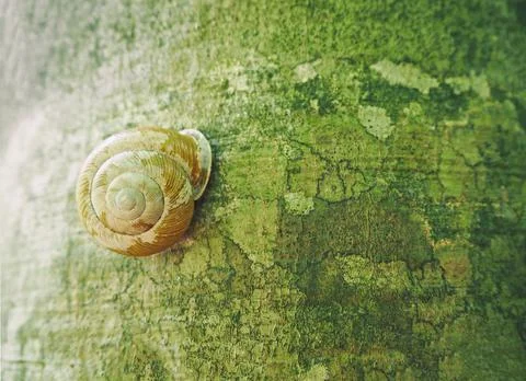 Snail crawling on bark of tree Fotos de archivo