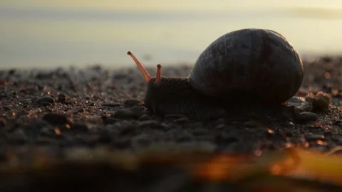 Snail crawling on the beach in the sunset Stock Footage 90197519