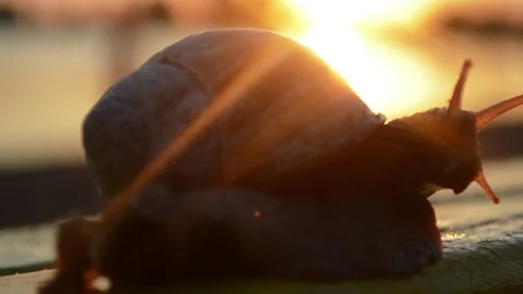 Snail crawling on the bench at sunset Stock Footage 90199383