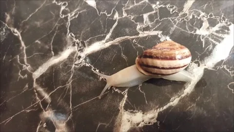 Snail Crawling on Black Marble Texture Stock Footage 335651048