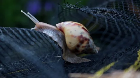 Snail crawling on black net Video stock 227368247