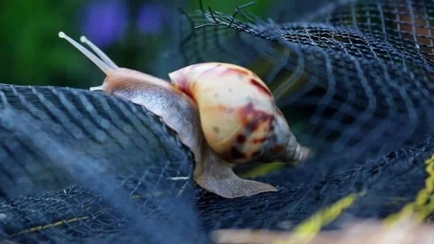 Snail crawling on black net Video stock 227381910