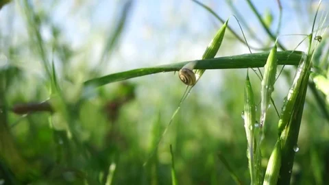 Snail crawling on blade of grass Stock Footage 80058441