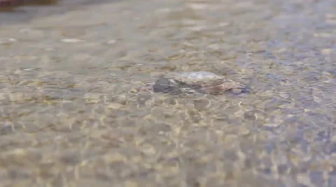 Snail crawling on the bottom of the pond 스톡 동영상 36999901