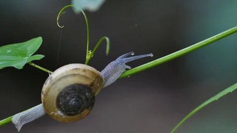 Snail crawling on branch. Stock-Footage 74583872