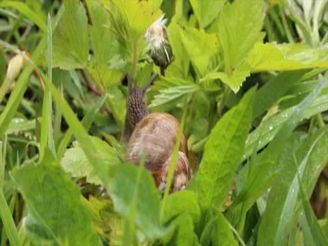 Snail crawling bright green grass closeup Stock Footage 78074495