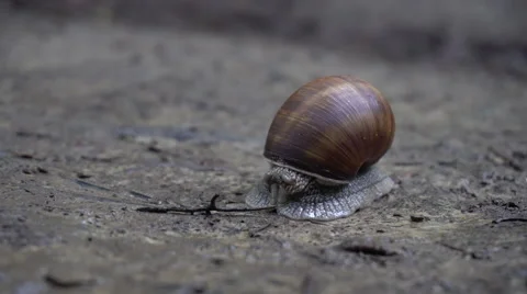 Snail Crawling in a Brown Snail Shell 스톡 동영상 66582109