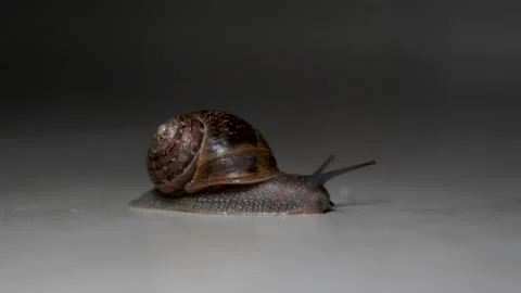 Snail crawling on cement under light rotating around its shell creating Stock Footage 132130785