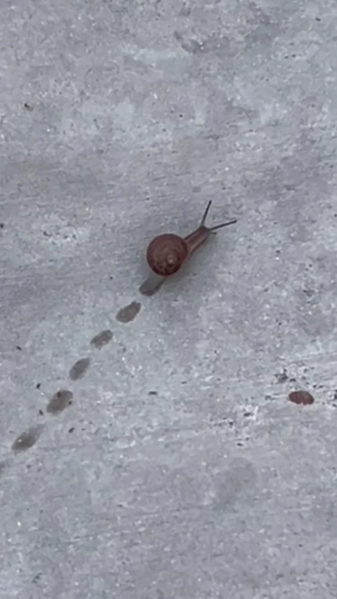 Snail Crawling Close Up Texture Trail Vertical Vídeos de archivo 331826170