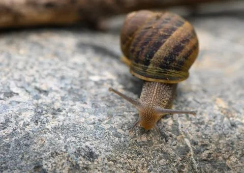 A snail crawling on a coble stone path - macro shot Stock Photos