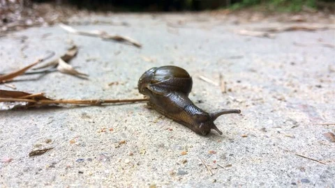 Snail crawling on concrete 4K Stock Footage 75174460