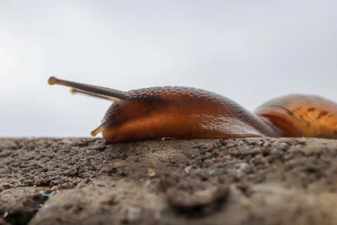 Snail crawling on concrete bricks Stock Photos