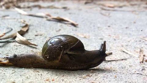 Snail crawling on concrete close up Video stock 79194817