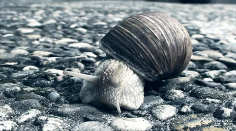 Snail crawling on the concrete sidewalk Vídeos de archivo 39715830