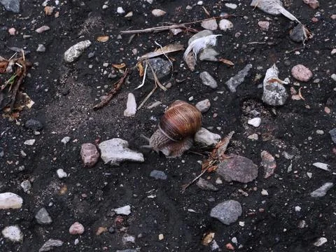 Snail crawling on dark textured ground Stock Photos