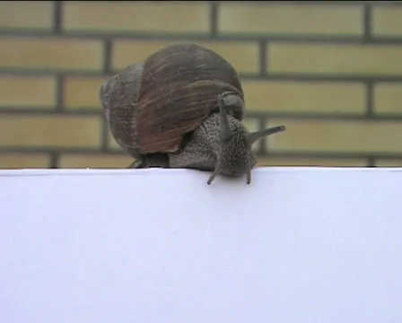 Snail crawling down Video stock 83502