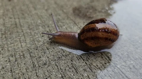 Snail Crawling During The Rain Stock Footage 235956878