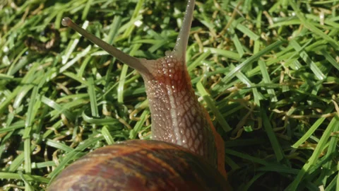 Snail crawling on fake grass macro close up slow motion stock footage Stock Footage 344729747