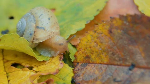 Snail Crawling On Fallen Leaves. Stock Footage 57521399