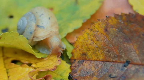 Snail Crawling On Fallen Leaves. Stock Footage 57521545