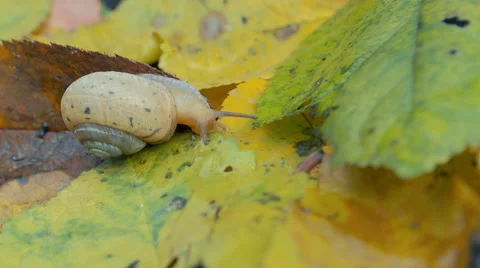 Snail Crawling On Fallen Leaves. Stock Footage 57522112
