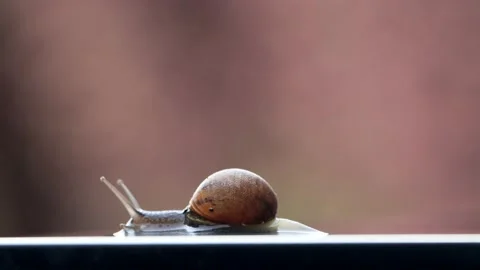 Snail crawling fast, Helix pomatia, time lapse Stock Footage 201641146