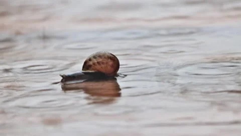 Snail crawling fast in the rain, Helix pomatia, timelapse Stock Footage 241938500