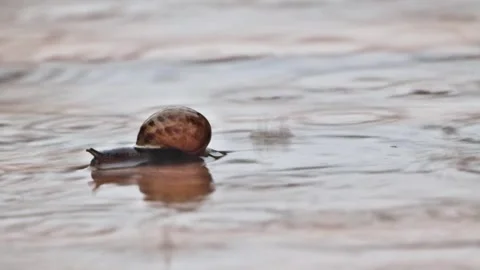 Snail crawling fast in the rain, Helix pomatia, timelapse Stock Footage 244252813