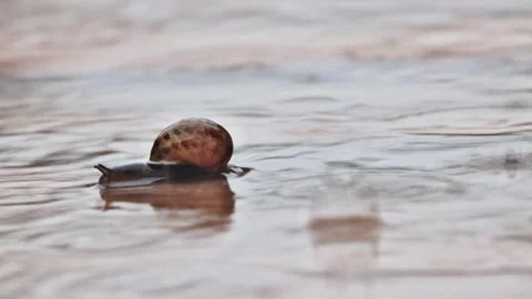 Snail crawling fast in the rain, Helix pomatia, timelapse Stock Footage 244290947