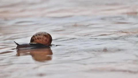 Snail crawling fast in the rain, Helix pomatia, timelapse Video stock 244295300