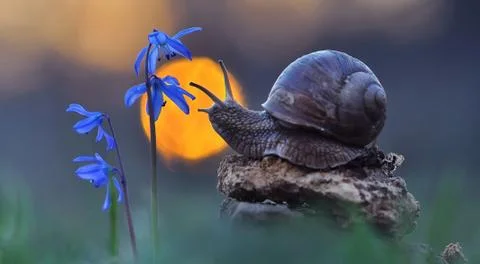 Snail crawling on the flower Stock Photos