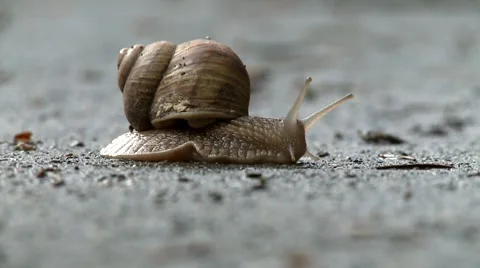 Snail crawling Vídeo Stock 8509457