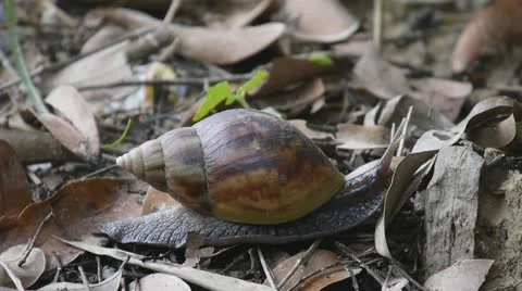 Snail crawling Stock Footage 11138244