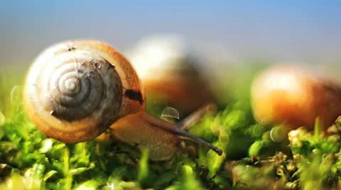 Snail crawling Stock Footage 12092138
